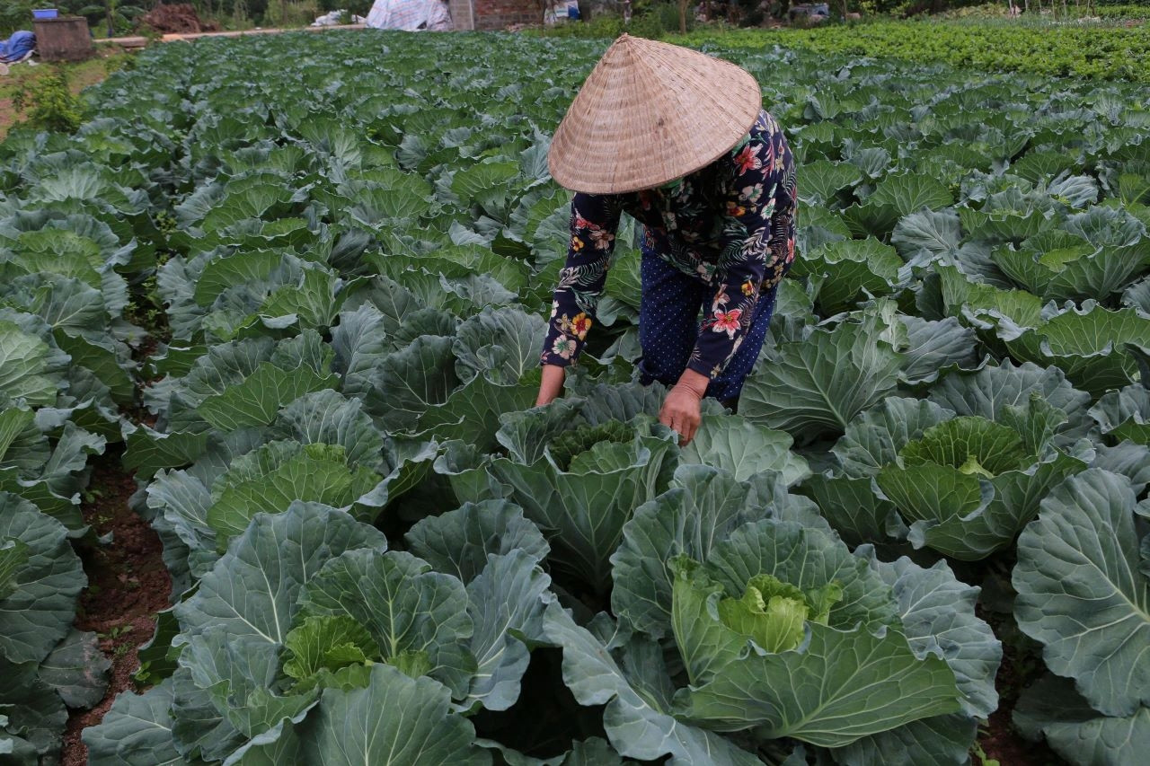 Thanh Hóa đẩy mạnh ứng dụng công nghệ thông tin trong quản lý vùng nguyên liệu