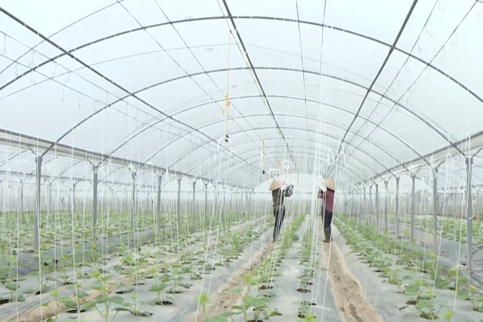 Ứng dụng công nghệ, Vĩnh Long hình thành nền nông nghiệp dựa trên dữ liệu