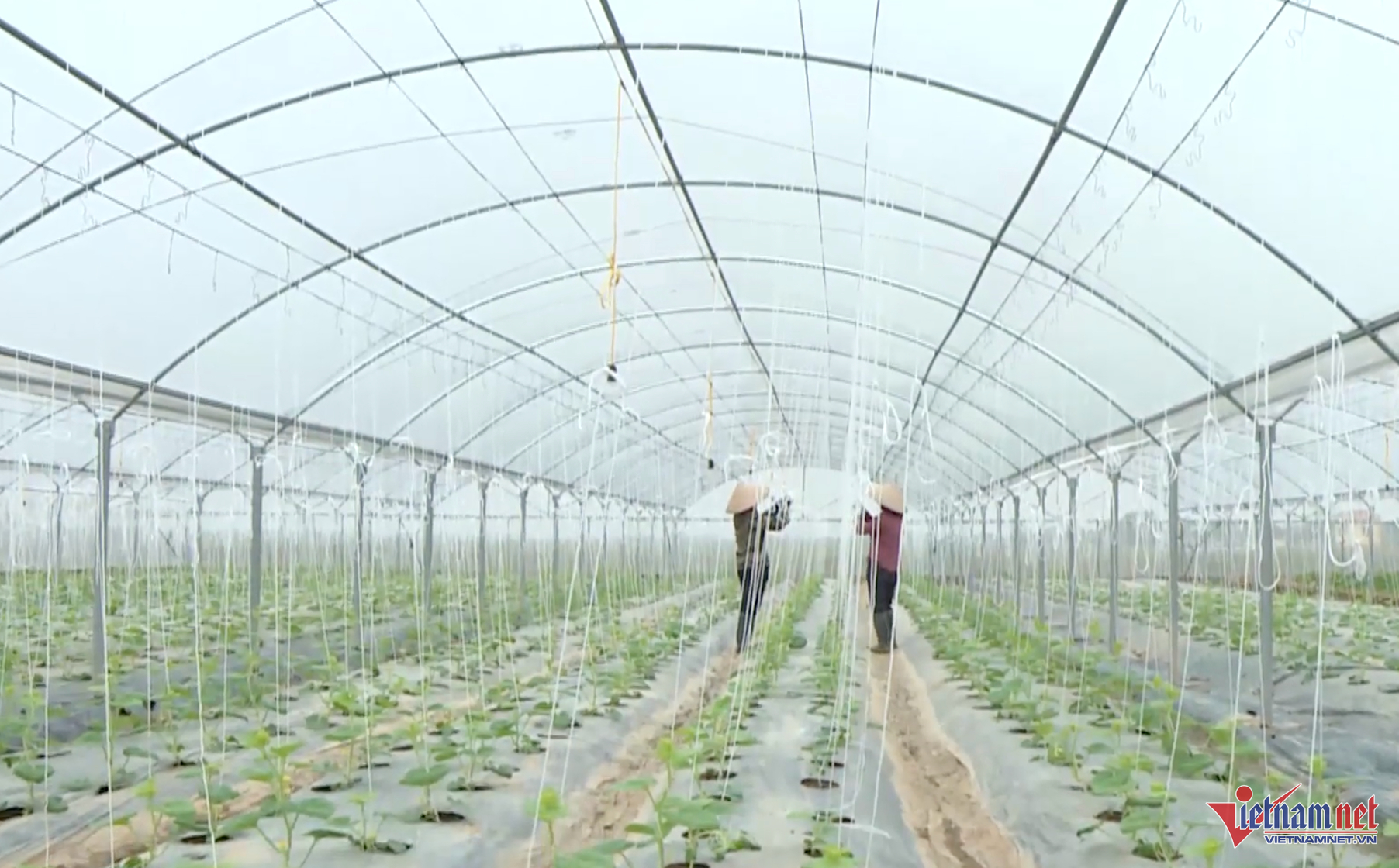 W-Nông sản vĩnh long.png