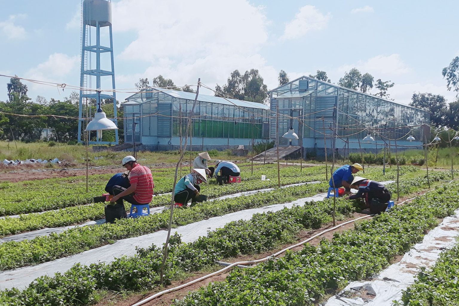 An Giang ứng dụng công nghệ số, giúp nông sản tránh cảnh được mùa mất giá