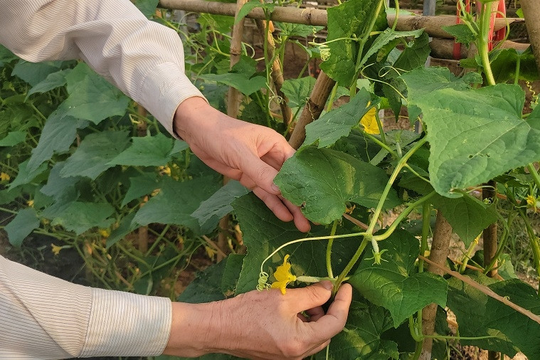 Cần Thơ nỗ lực triển khai ứng dụng công nghệ dự báo thị trường nông sản