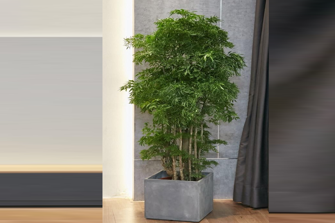 Cây Đinh lăng trước nhà: Cách giữ lộc bền lâu cho không gian sống