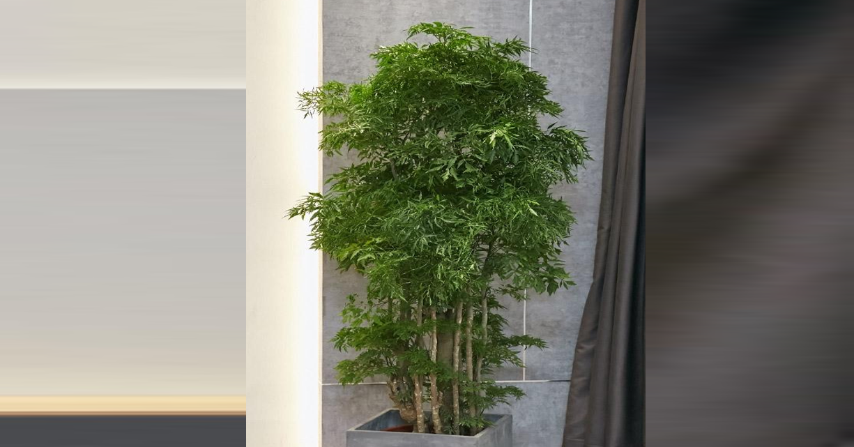 Cây Đinh lăng trước nhà: Cách giữ lộc bền lâu c...