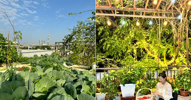 Mẹ đảm biến sân thượng 25m2 thành vườn rau xanh mướt giữa lòng Hà Nội