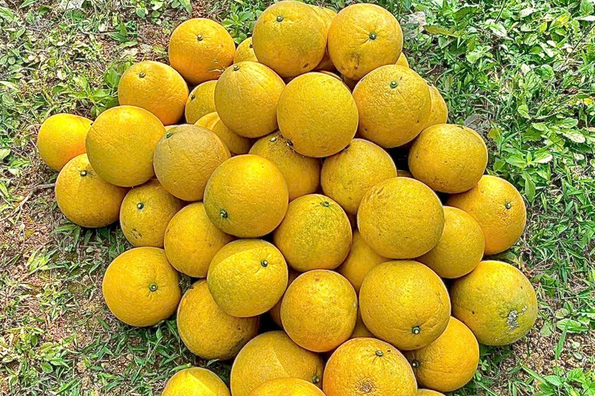 Bưởi Diễn trồng lân cận Hà Nội chất đống vỉa hè, giá chỉ từ 2.000 đồng/quả