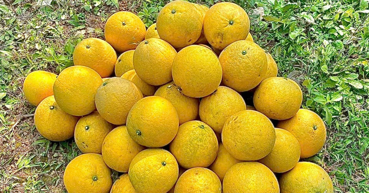 Bưởi Diễn trồng lân cận Hà Nội chất đống vỉa hè, giá chỉ từ 2.000 đồng/quả