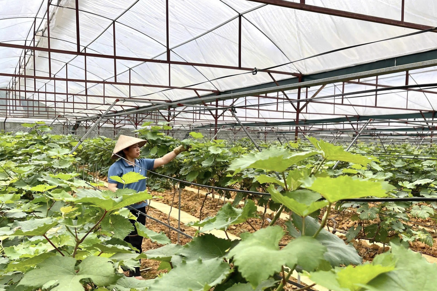 Tập huấn trí tuệ nhân tạo giúp sản xuất nông nghiệp gắn chặt thị trường