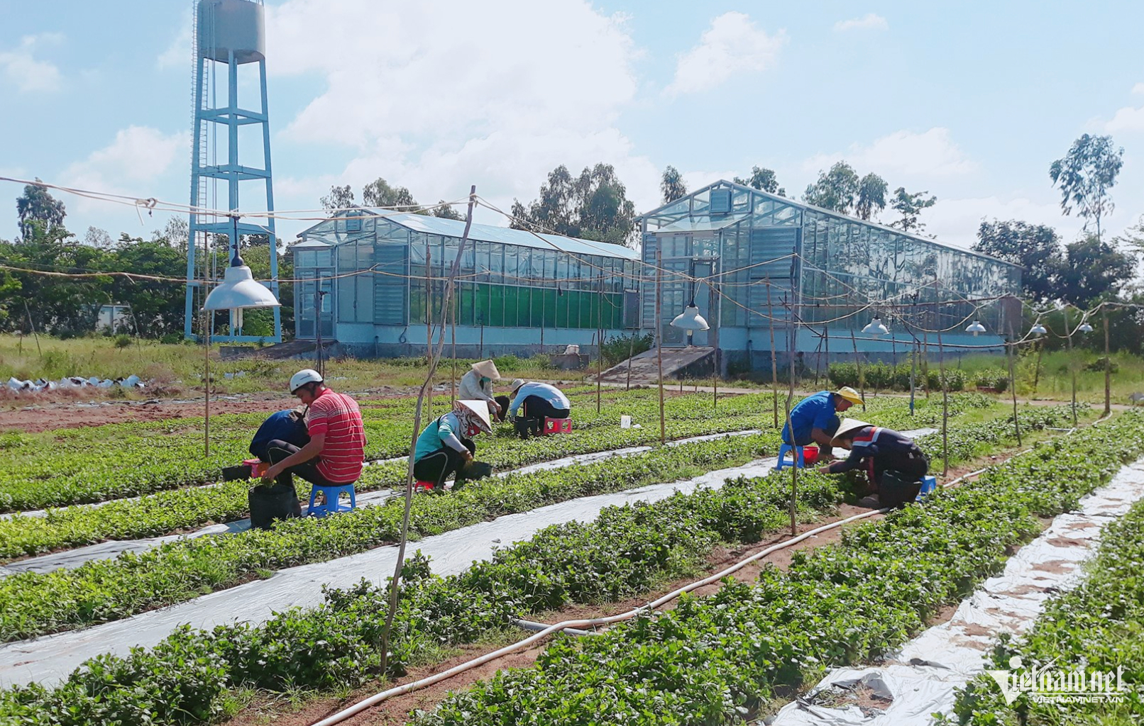 W-An Giang nong san.png