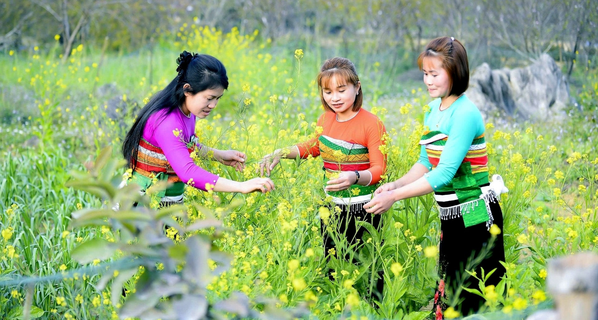 Check-in xuân sớm ở vùng cao xứ Thanh, hoa đào, hoa mận khoe sắc