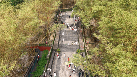 Giới trẻ diện áo dài 'check-in' hàng tre đẹp mắt trong công viên ở TPHCM