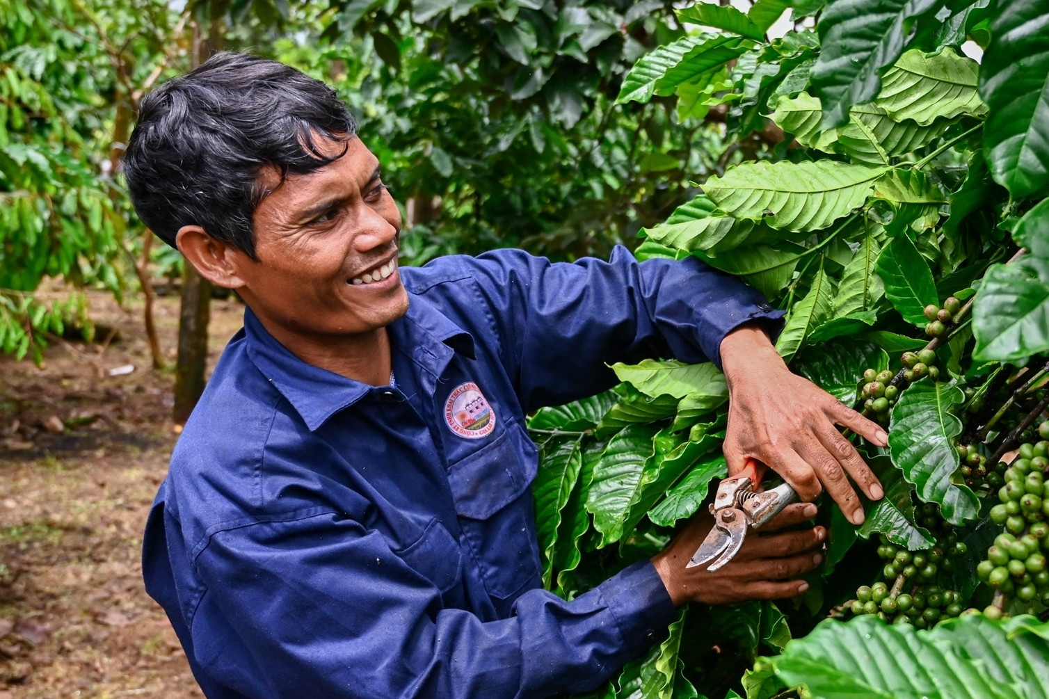 Một quốc gia châu Phi mua cà phê Việt Nam nhiều hơn cả Mỹ