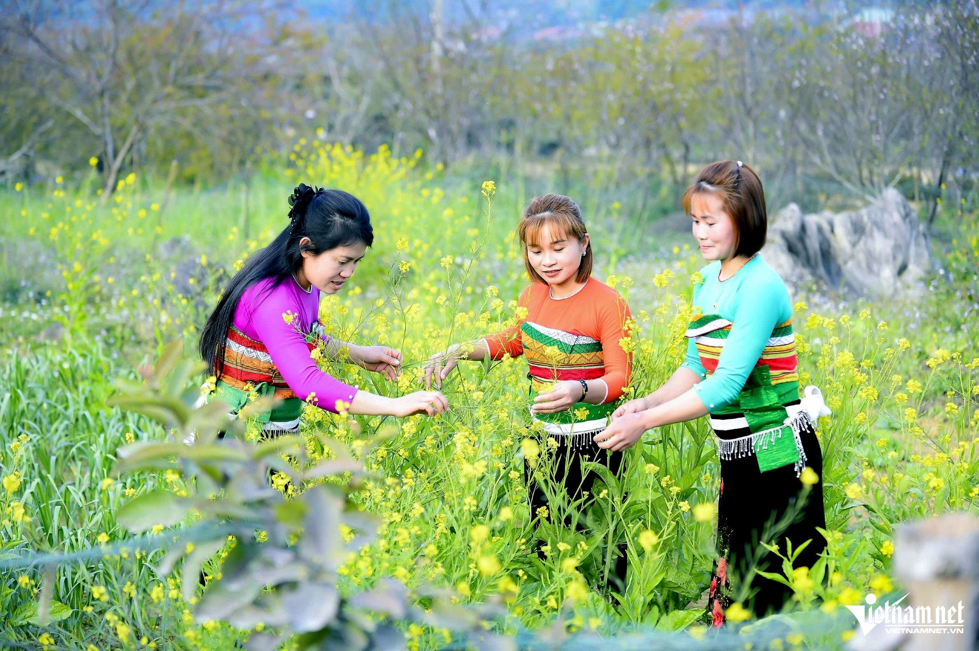 Những cô gái Thái check-in bên vườn hoa cải