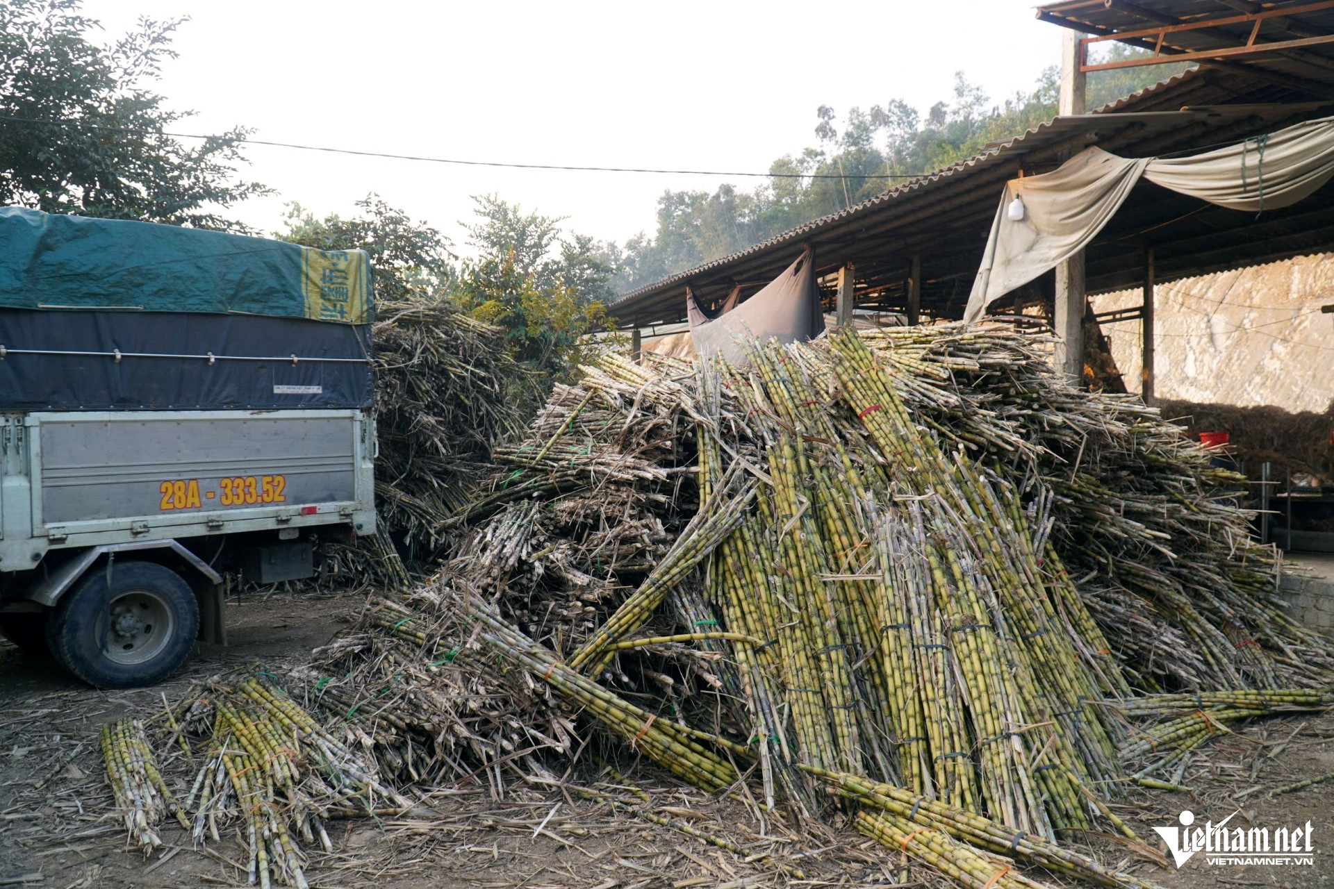 W-a4Xuyên đêm ép mía vẫn không.jpg