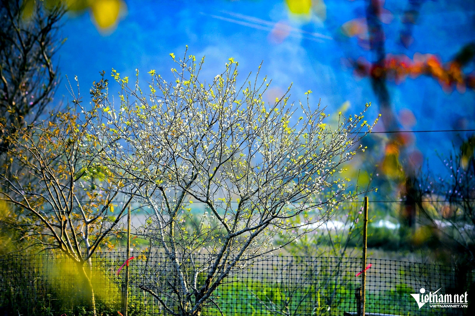 Hoa mận rừng trong làn sương sớm