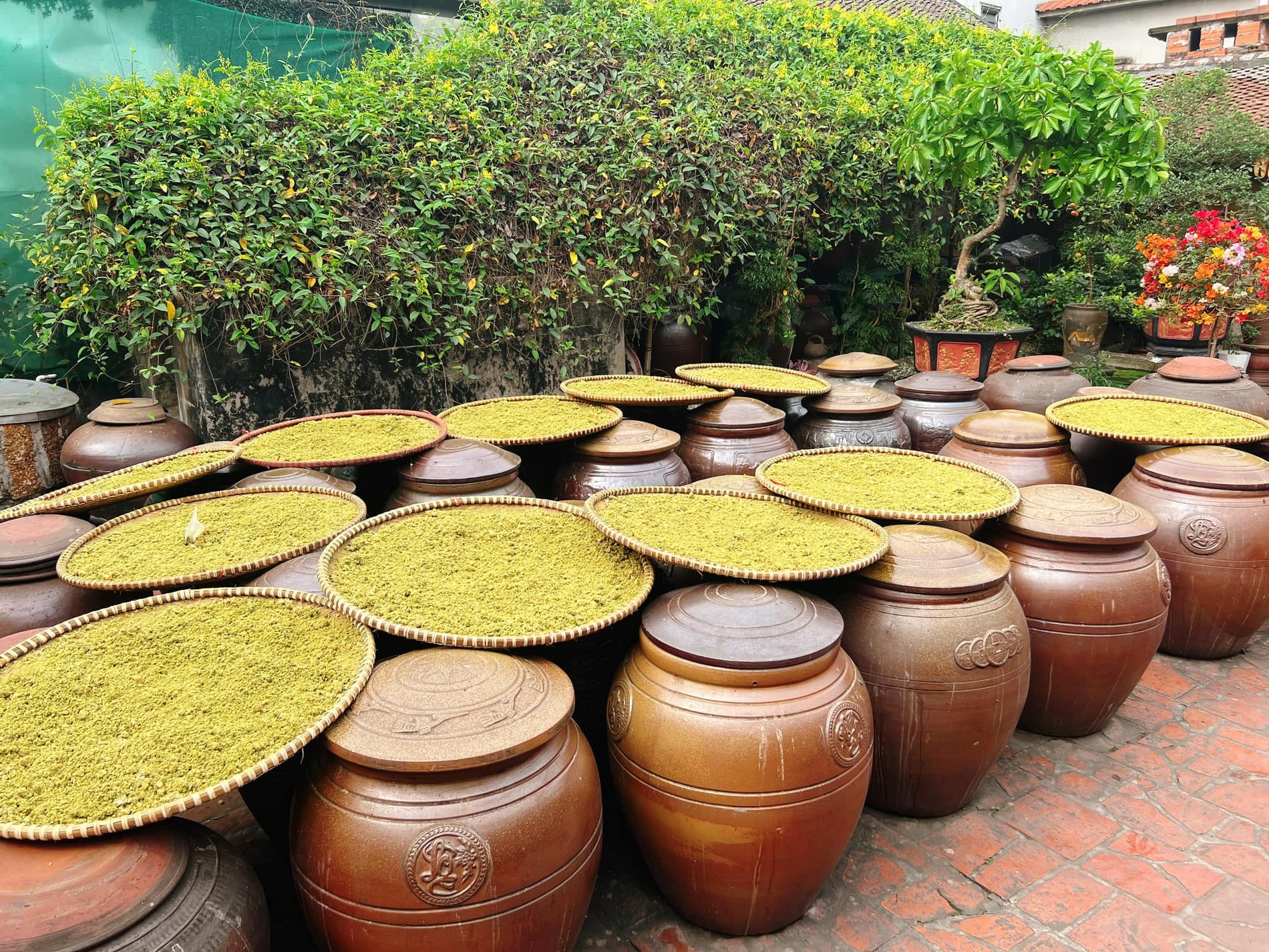 Những mẹt đỗ ủ mốc