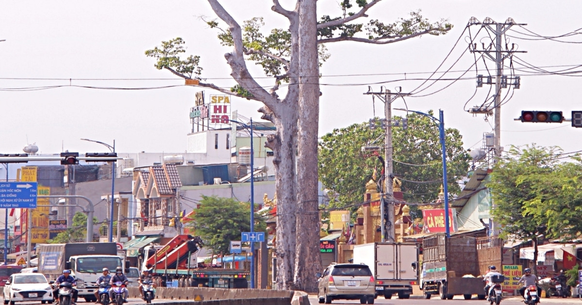 Hai cây dầu rái trăm tuổi ở TPHCM, từng thu hút chim hồng hoàng về trú ngụ