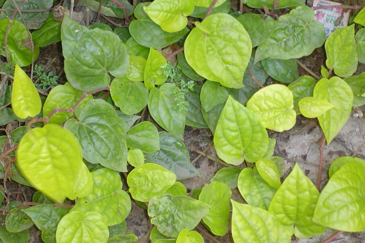 Loại cây mọc góc vườn là trợ thủ chữa viêm mũi, xoang hiệu quả