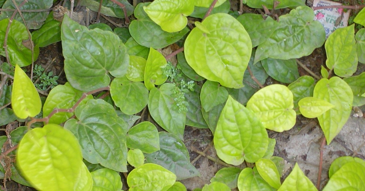 Loại cây mọc góc vườn là trợ thủ chữa viêm mũi, xoang hiệu quả