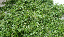 rau đắng đất.gif