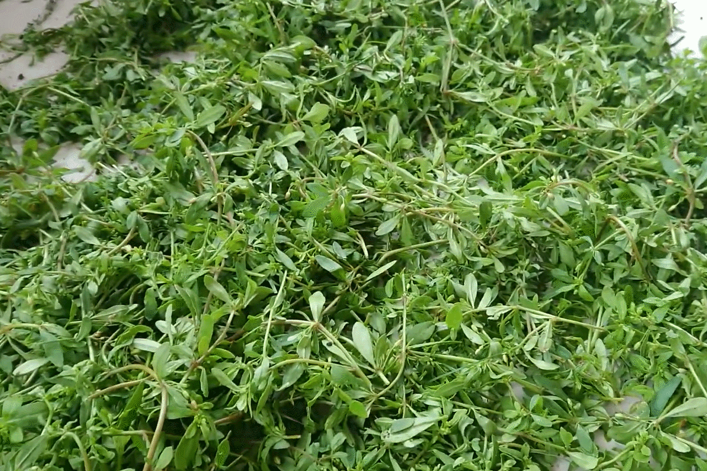 Rau 'trời ban' có từ Nam ra Bắc, vị đắng lạ, ăn cùng cháo cá lóc rất ngon