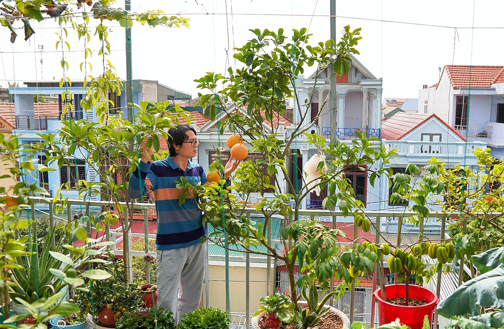 Vợ chồng Thanh Hóa làm vườn trên cao giữa lòng phố, nuôi cá, chăn đàn gà 48 con