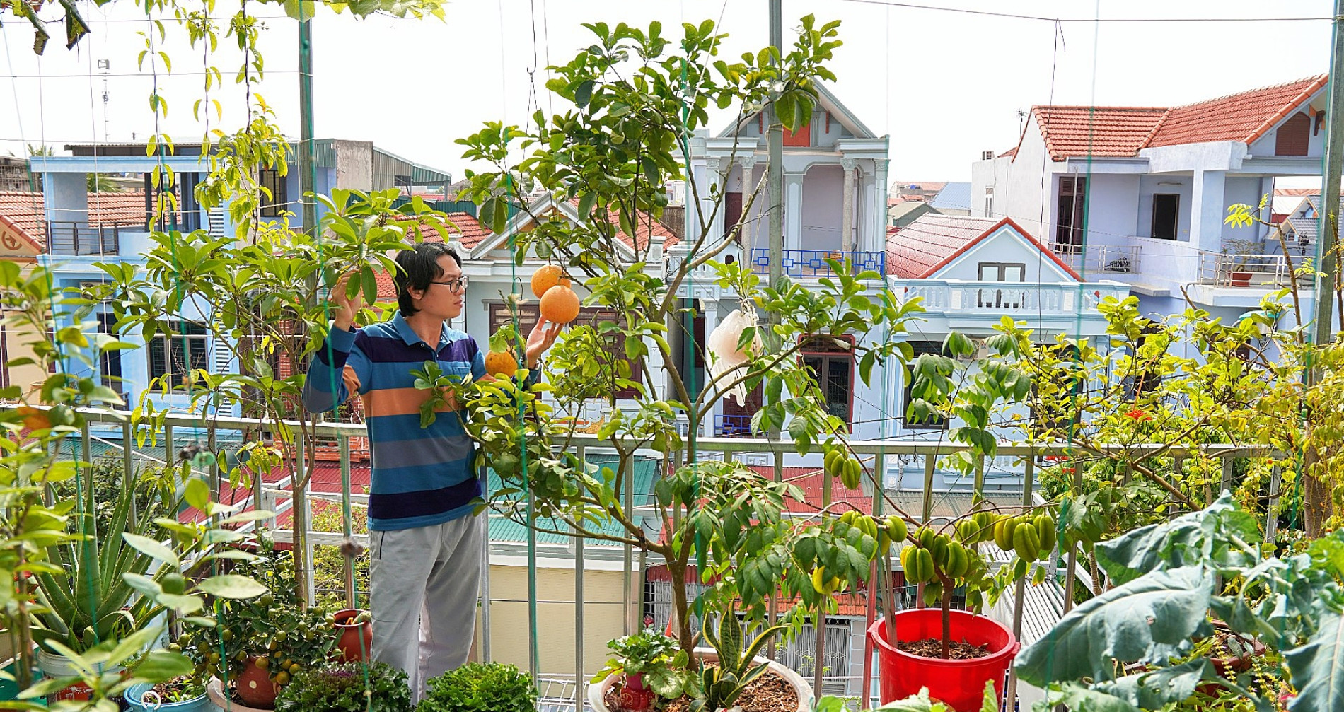 Vợ chồng Thanh Hóa làm vườn trên cao giữa lòng phố, nuôi cá, chăn đàn gà 48 con