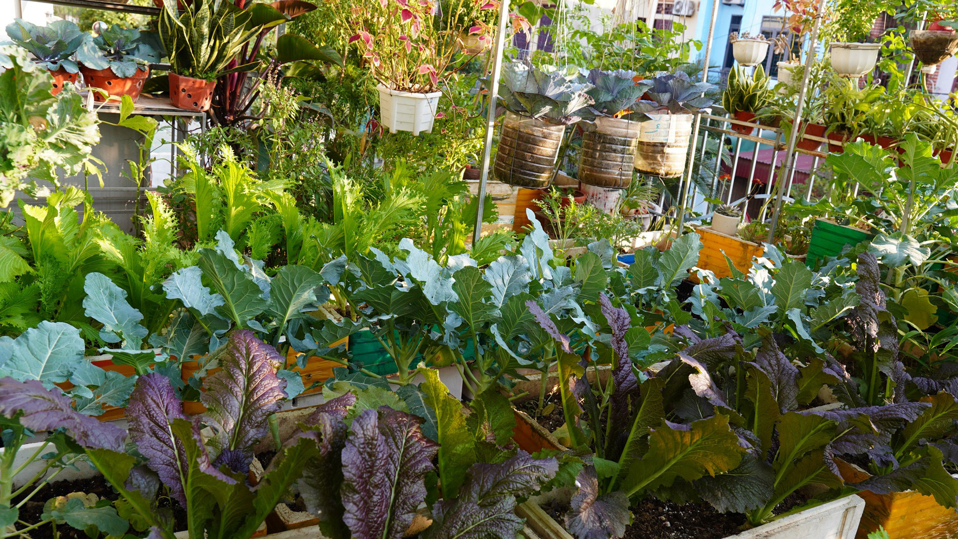 vuon san thuong o Thanh Hoa 3.jpg