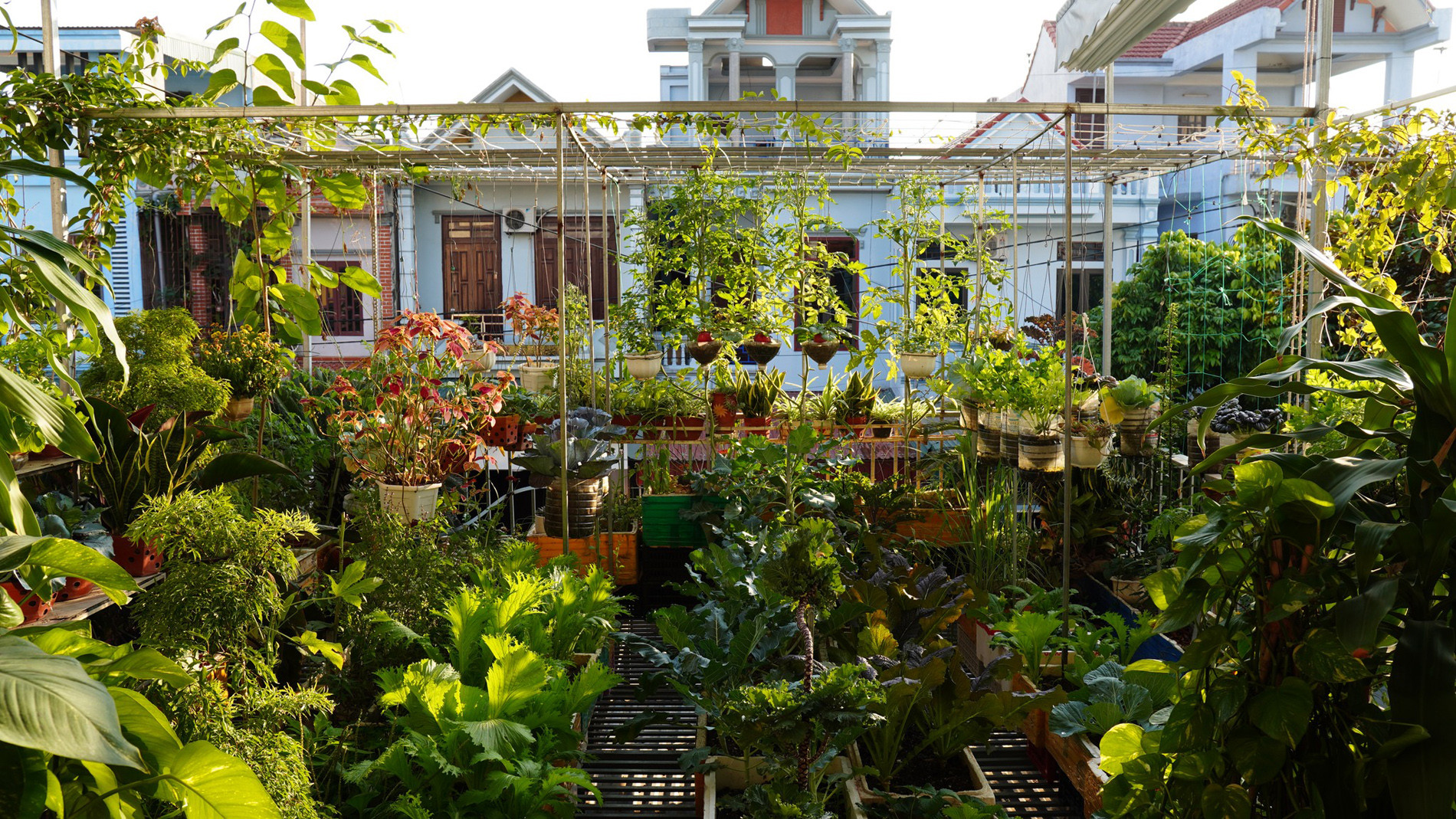 vuon san thuong o Thanh Hoa 4.jpg