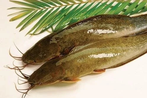 Cá trê nhiều người e ngại nhưng là 'kho báu' dinh dưỡng