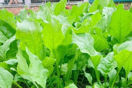 Cải xoong nhiều người Việt 'né' nhưng Mỹ xếp ngôi sao dinh dưỡng Loại rau ‘siêu thực phẩm’ xanh nhưng 2 nhóm người cần thận trọng