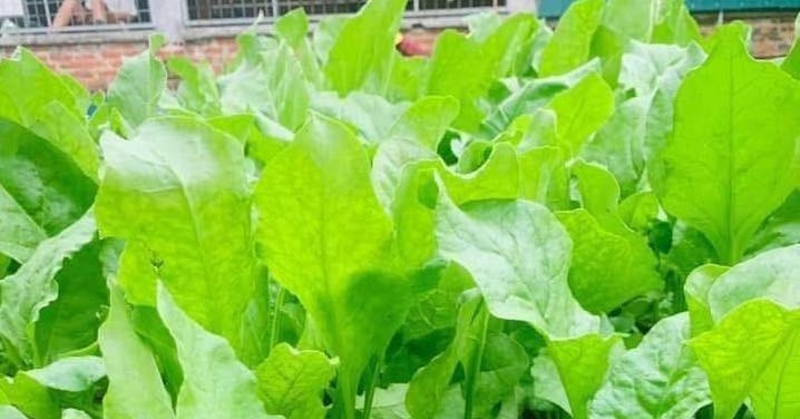 Loại rau ‘siêu thực phẩm’ xanh nhưng 2 nhóm người cần thận trọng