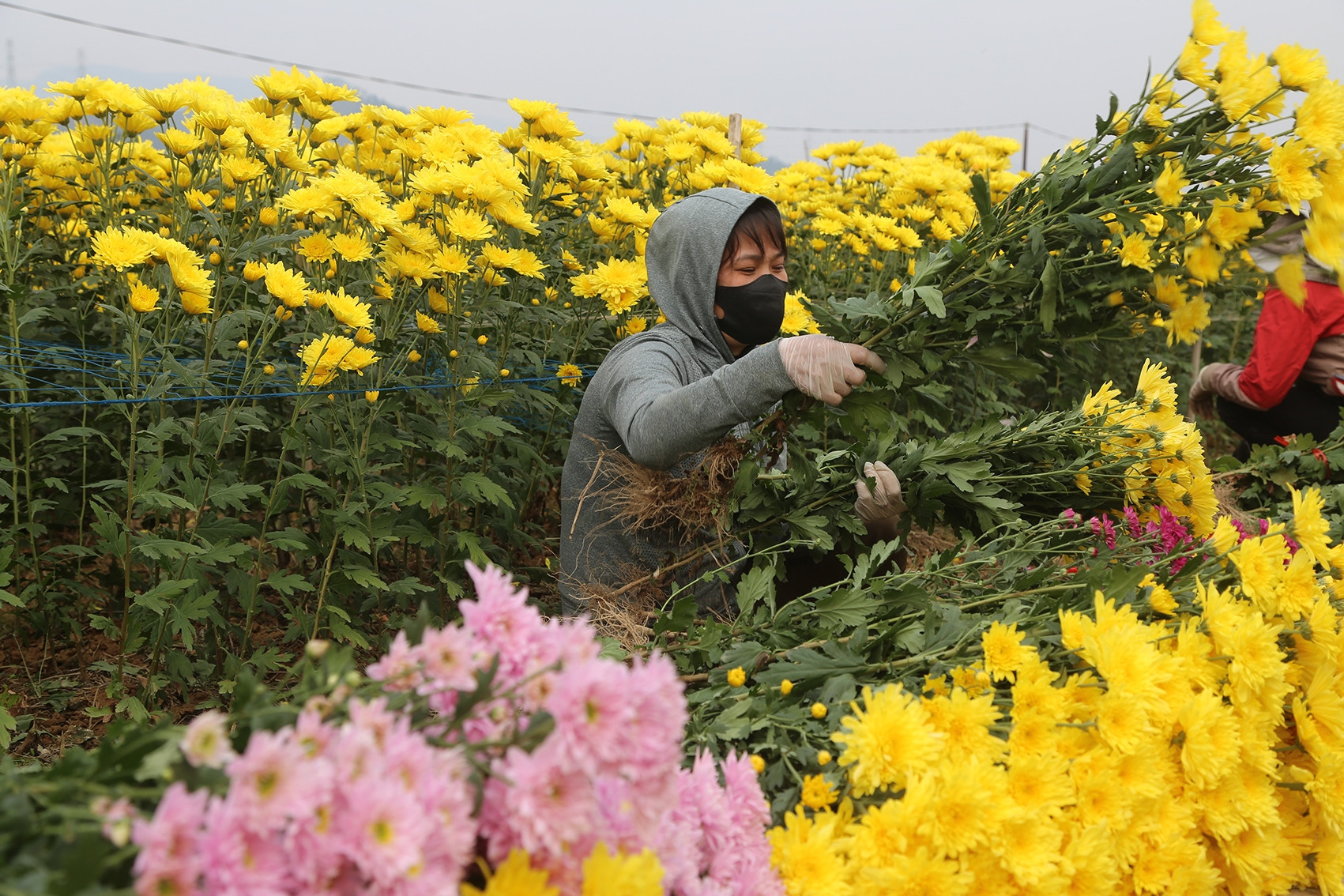 Mỏi tay chốt đơn ở vựa hoa lớn nhất Quảng Ninh, nông dân thu hơn nửa tỷ đồng