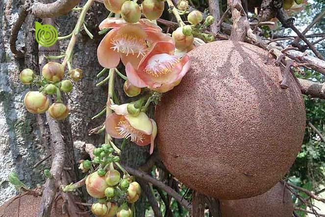 Sala - loài cây 'vô ưu' đang được giới nhà vườn săn tìm