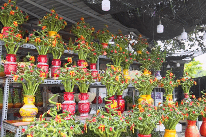 TPHCM: Bonsai chơi Tết đa dạng mẫu mã, hút khách dịp cận Tết