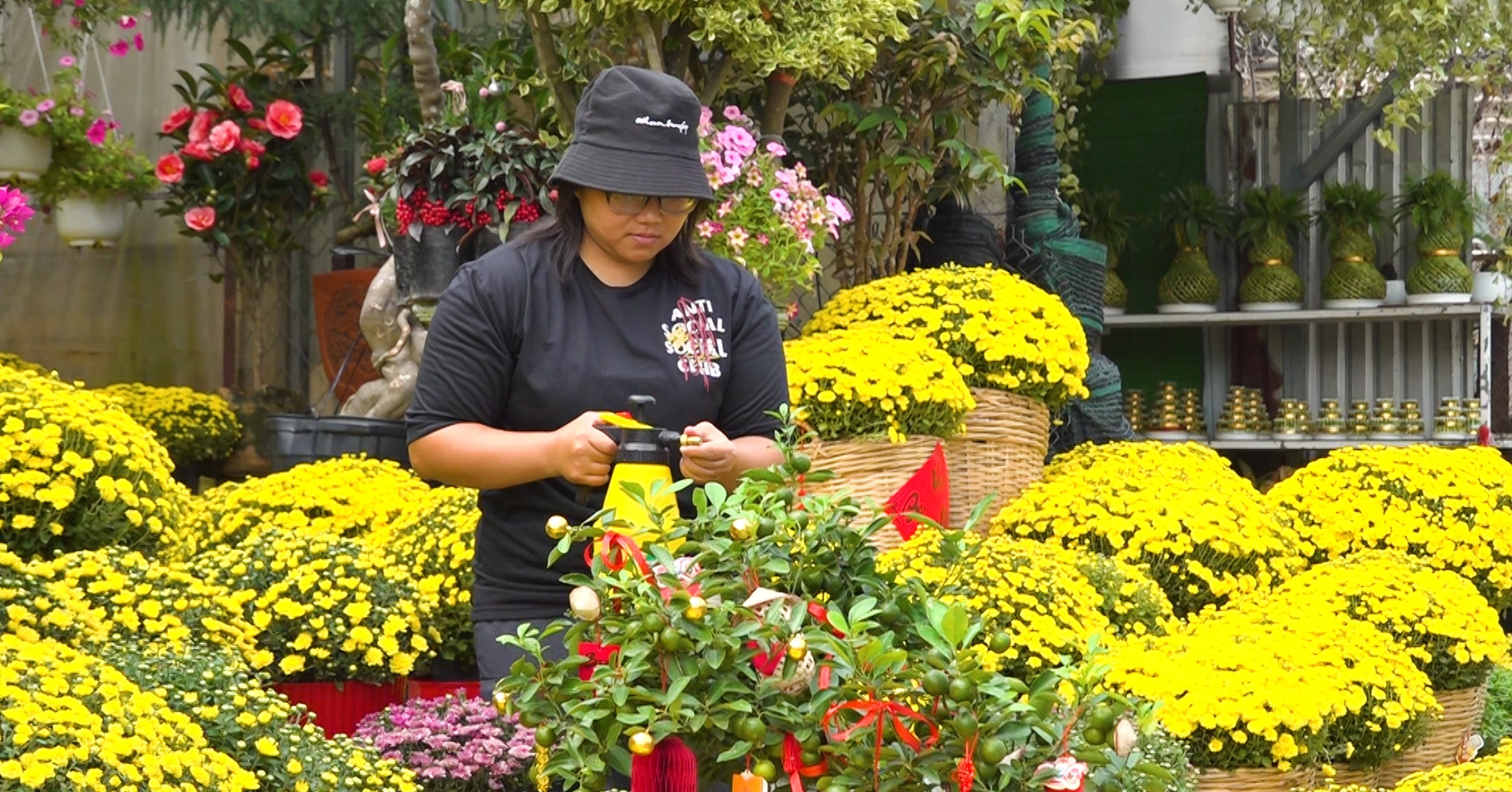 TPHCM: Bonsai chơi Tết đa dạng mẫu mã, hút khách dịp cận Tết