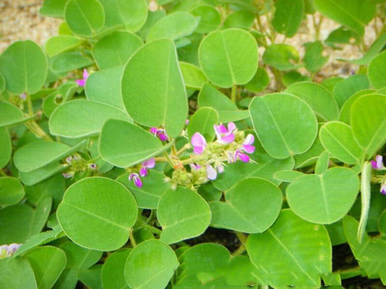 cay kim tien thao.jpg