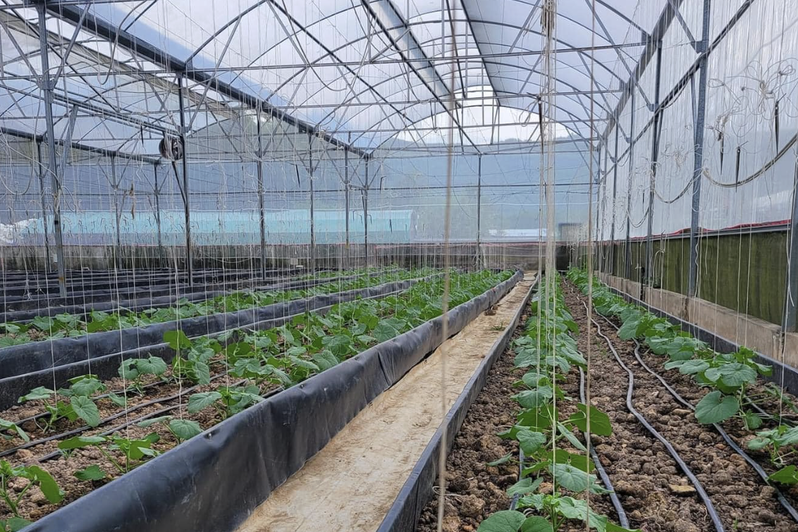 Đà Nẵng ứng dụng công nghệ kết nối dữ liệu tiêu thụ và thị trường nông sản