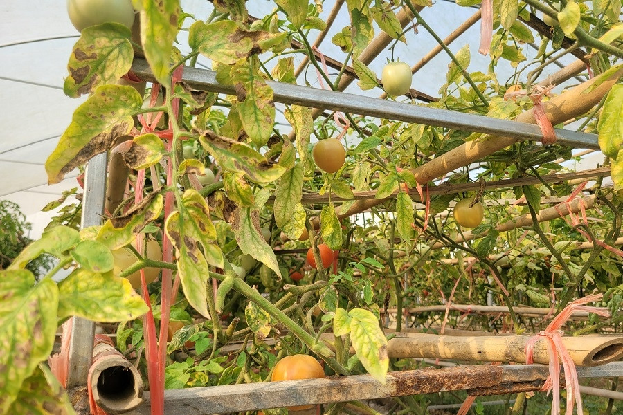 Hà Nội triển khai các giải pháp công nghệ trong dự báo thị trường nông sản