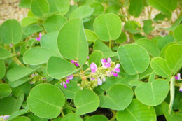 Loại cây bám đầy hàng rào, góc vườn quét sạch cơn ho mùa đông Hai loại cây mọc dại hỗ trợ đào thải sỏi thận hiệu quả