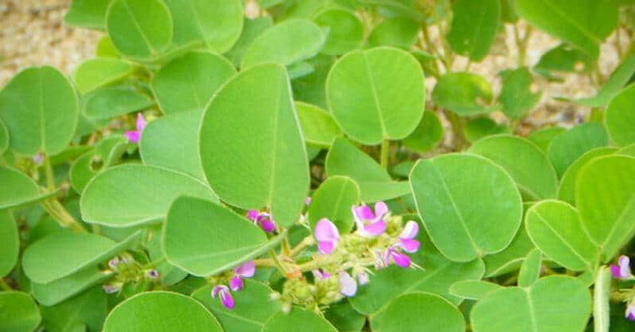 Hai loại cây mọc dại hỗ trợ đào thải sỏi thận hiệu quả