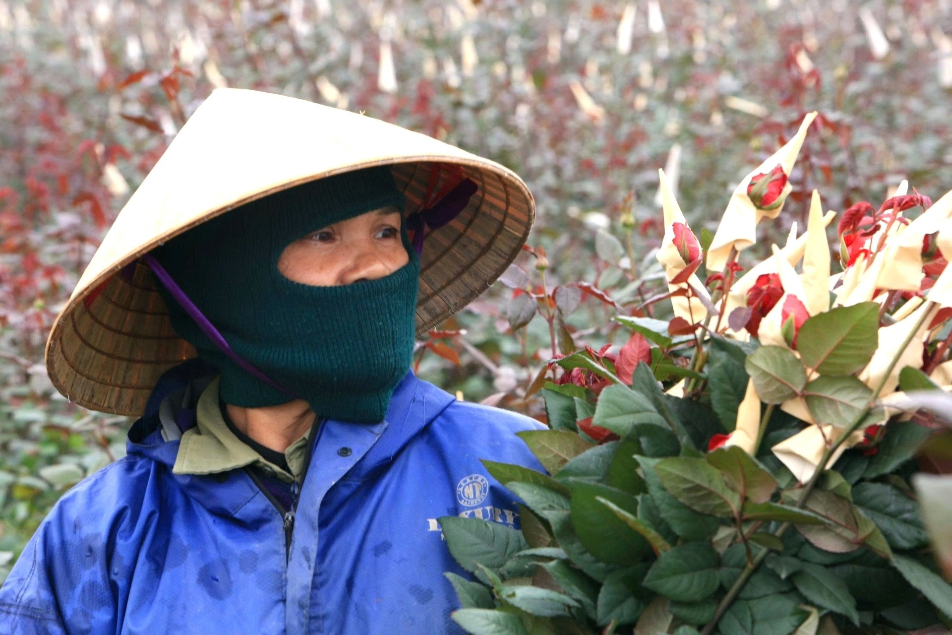 Mỗi vụ Tết, người dân trồng hoa ở Thanh Hóa kiếm 100 triệu nhẹ nhàng