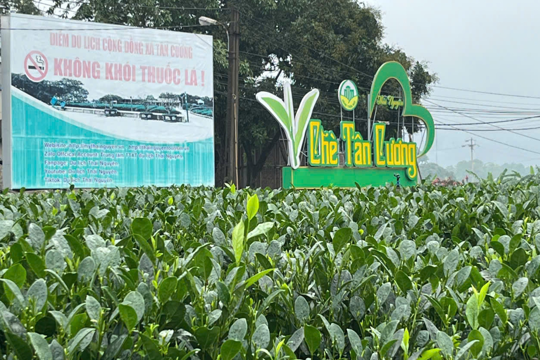 Ứng dụng CNTT để “định vị” lại thương hiệu các vùng chè Thái Nguyên