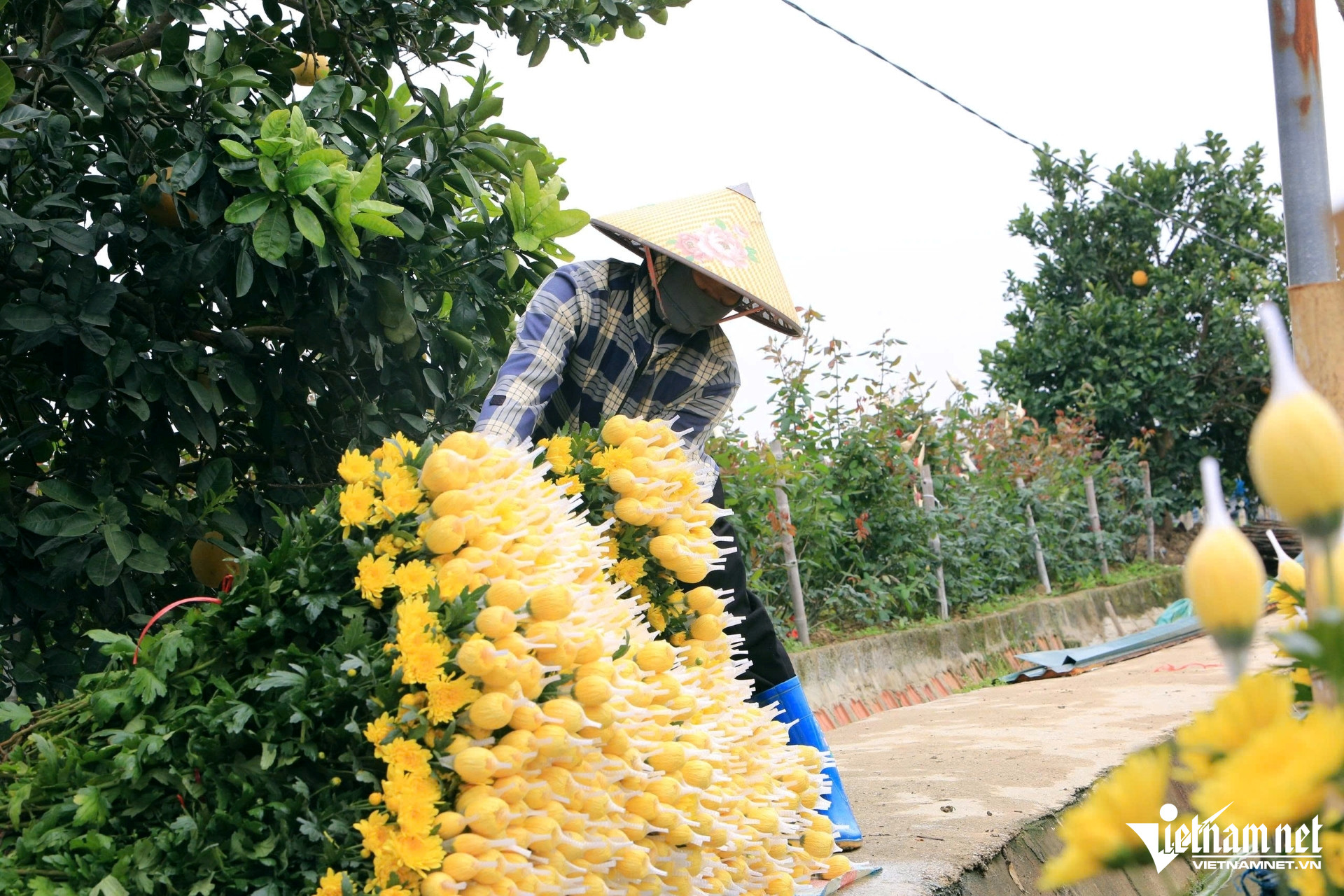 W-a4người dân trồng hoa ở Thanh Hóa kiếm 100.jpg