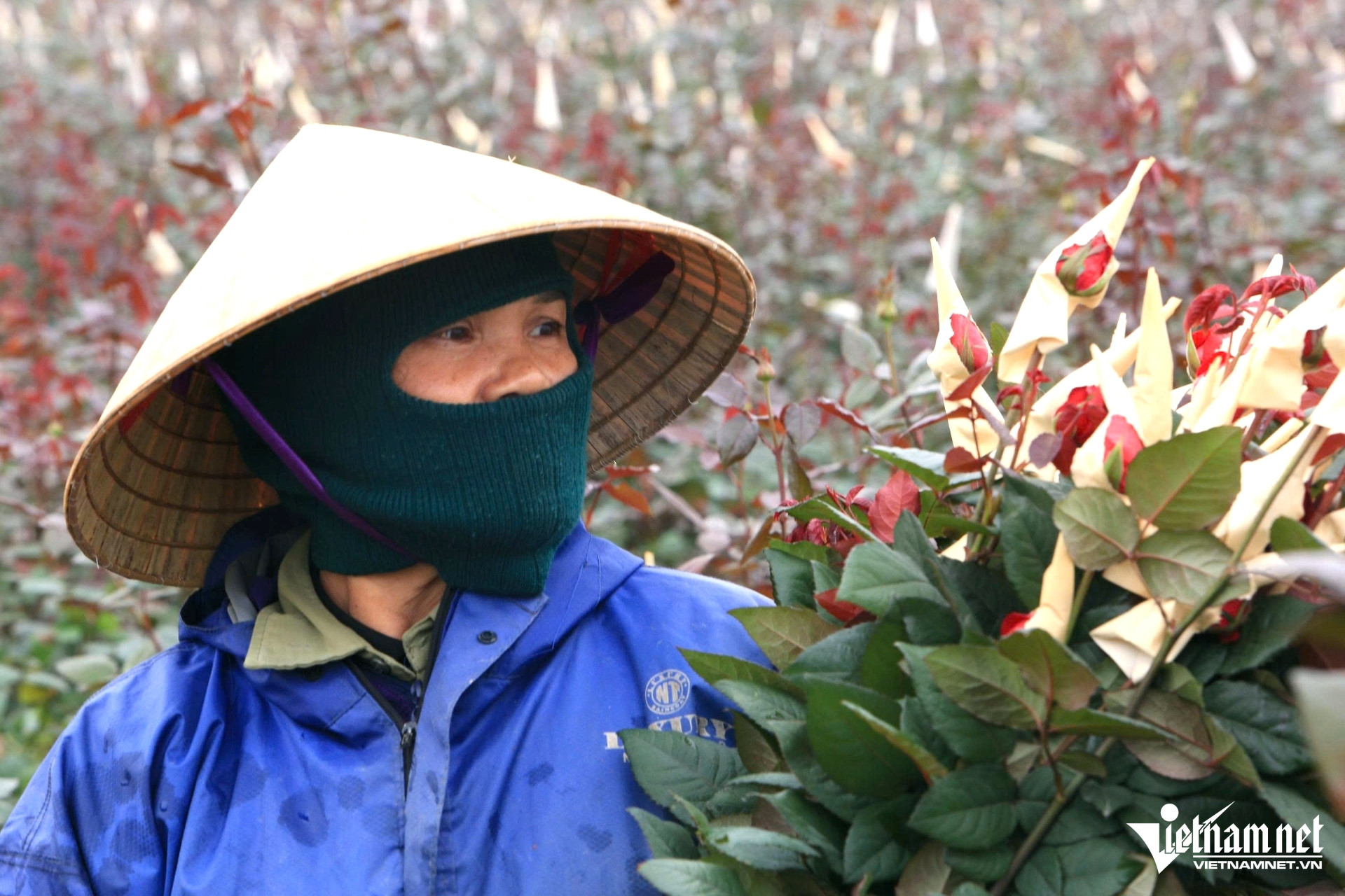 W-a5người dân trồng hoa ở Thanh Hóa kiếm 100.jpg