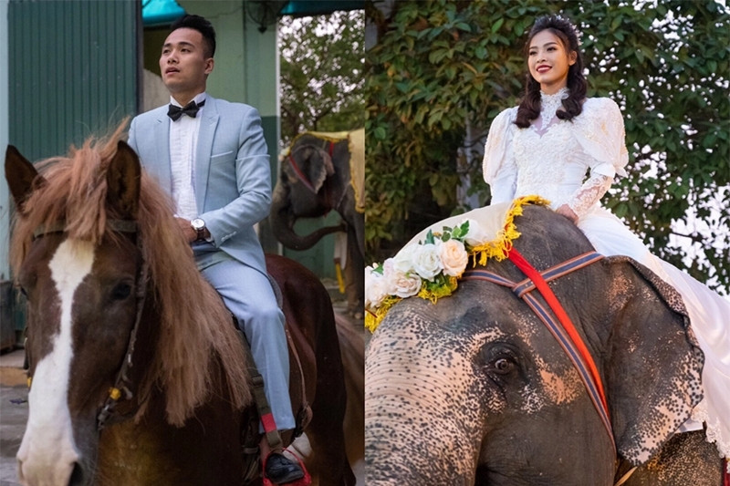 Đám cưới cưỡi voi, cưỡi ngựa độc nhất Việt Nam của cặp NSƯT xiếc