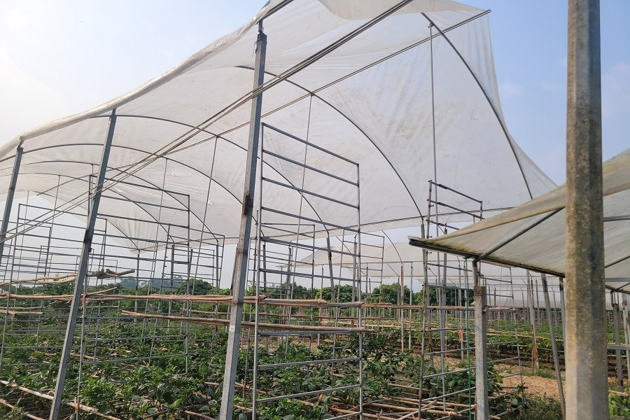 Đồng Tháp đẩy mạnh giải pháp công nghệ trong dự báo thị trường nông sản