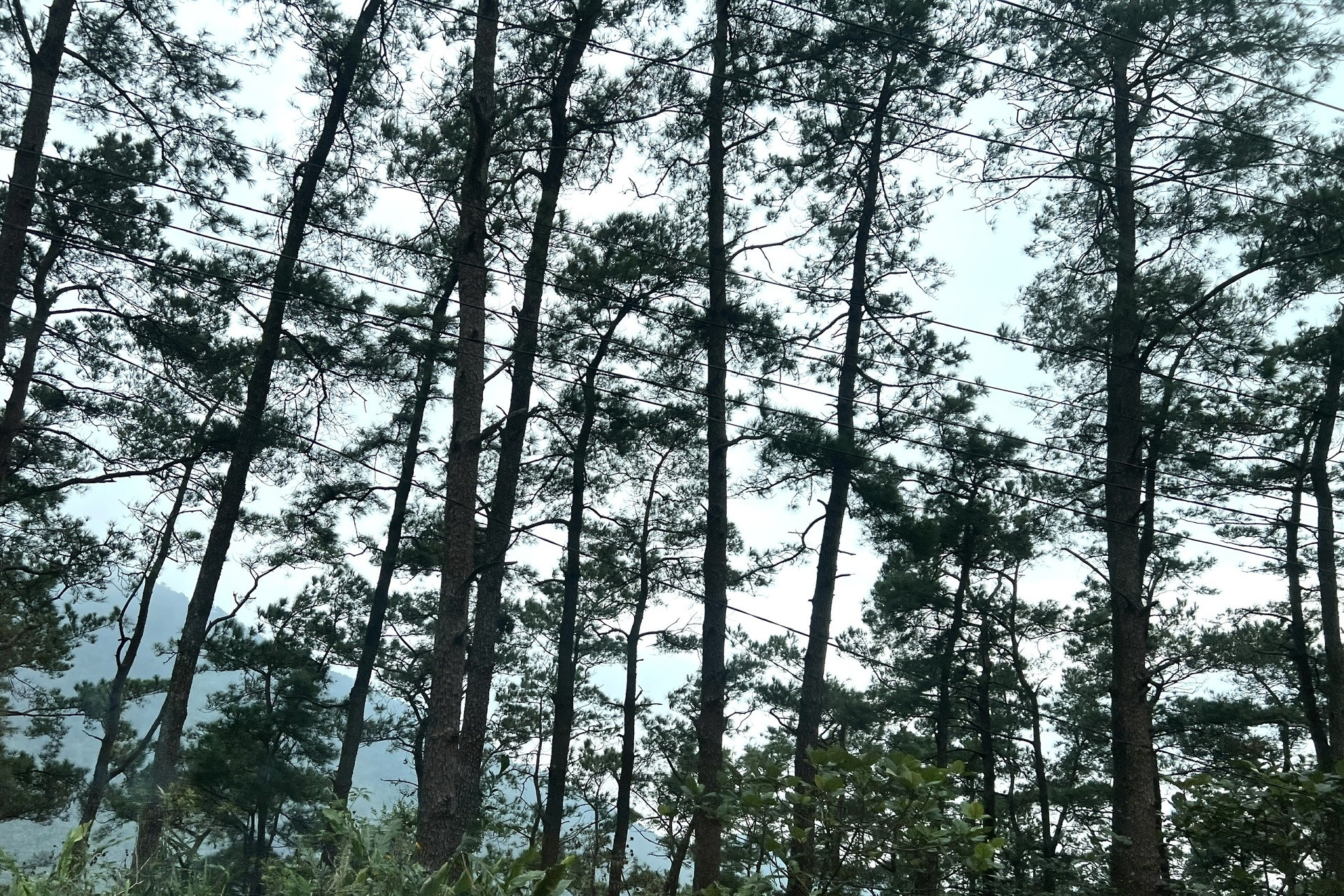 Đột phá trong thu thập dữ liệu và dự báo thị trường lâm sản