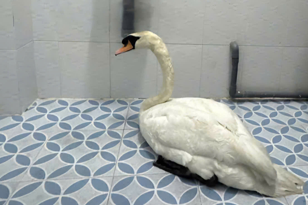 Kẻ gian đột nhập Thảo Cầm Viên, trộm thiên nga trắng