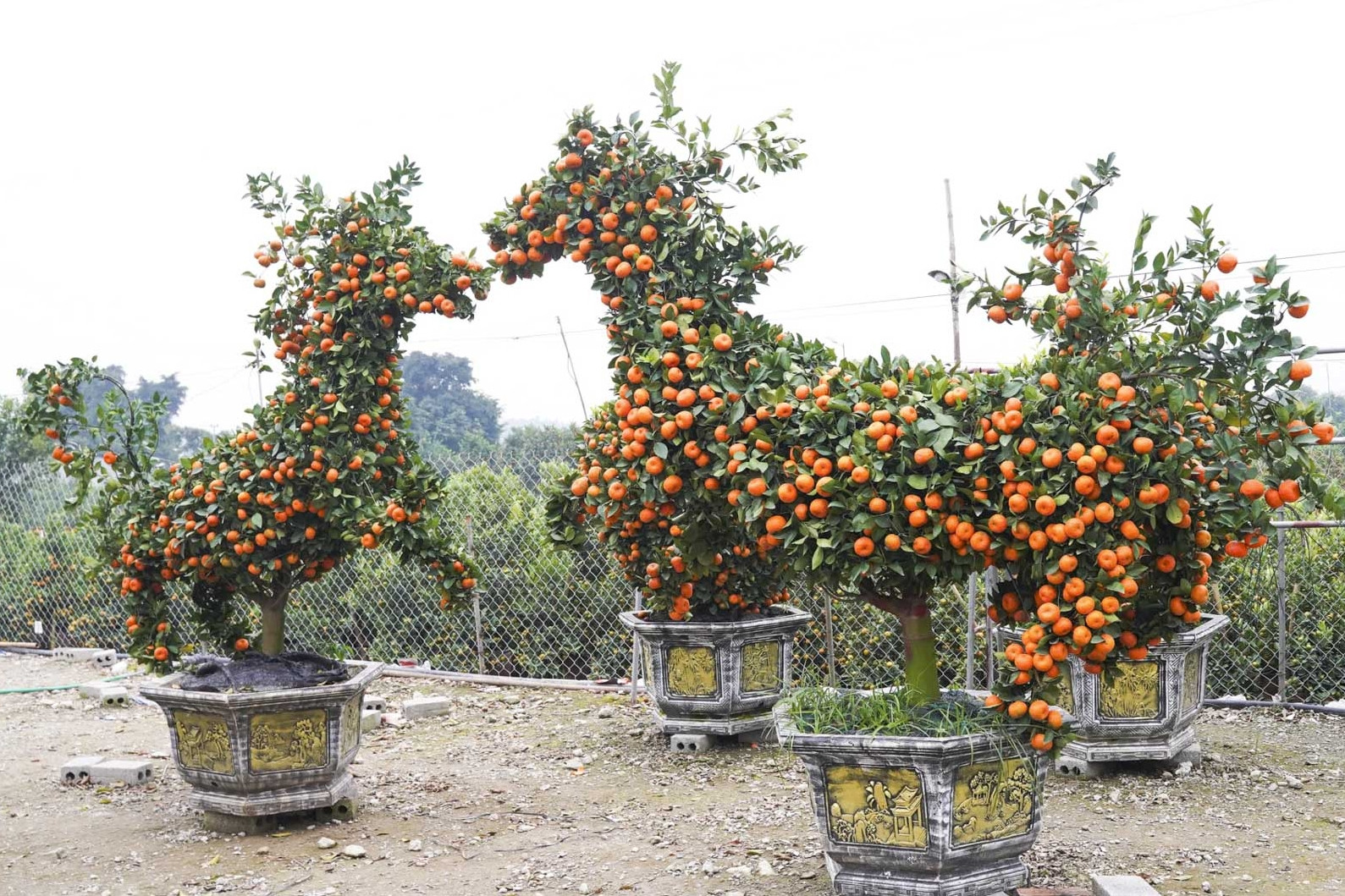 Quýt cảnh tạo hình ngựa độc lạ, giá hàng chục triệu đồng hút khách dịp Tết