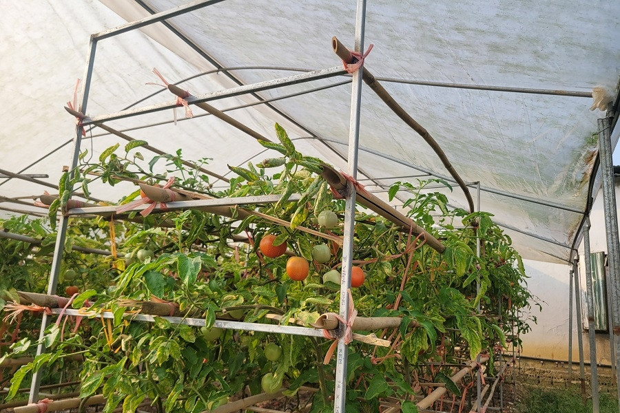 Tây Ninh: Số hoá thông tin, chuyển đổi sản xuất nông nghiệp dựa trên dữ liệu